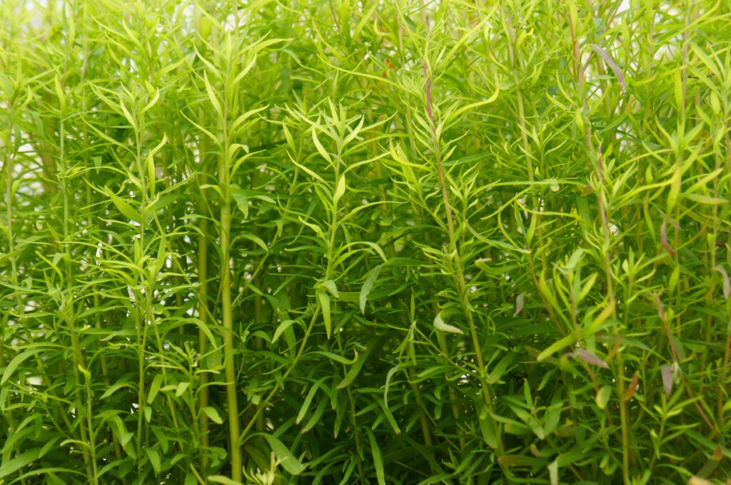 An image of a field with Kochia that could benefit from agricultural consulting services