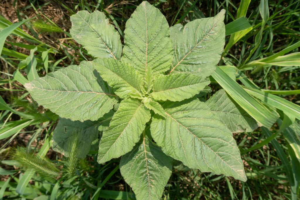 An image of Pigweed in a farmer's field that could benefit from agriculture consulting services