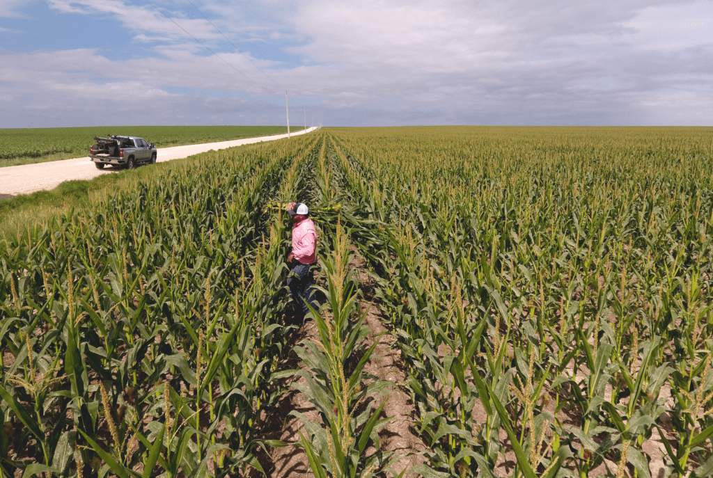 an image of a healthy farm that leveraged agricultural consulting services in Kansas